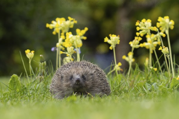 European hedgehog (Erinaceus europaeus) adult animal on a garden lawn in spring with flowering