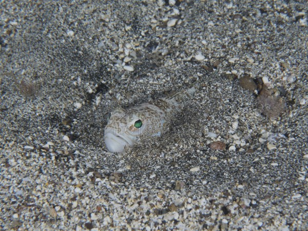 A Petermännchen (Trachinus draco), poisonous animal, with greenish eyes buried in the sand. Dive