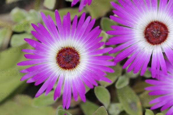 Midday flower (Dorotheanthus bellidiformis), flowers, native to Africa, ornamental plant, North
