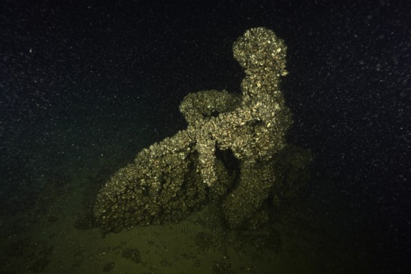 A cyclist was sunk in Lake Constance as an attraction for divers. It is now completely covered with