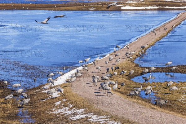 Flock of migration Cranes (Grus grus) on a dirt road by a lake with ice a cold sunny day at spring,