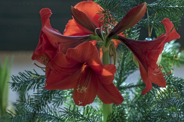 Amaryllis blossoms (Amaryllis), Bavaria, Germany, Europe