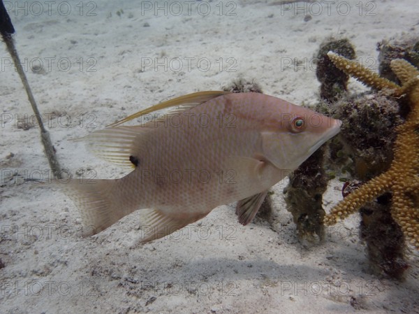 Hogfish (Lachnolaimus maximus), changes colour, dive site Nursery, Tavernier, Florida Keys,