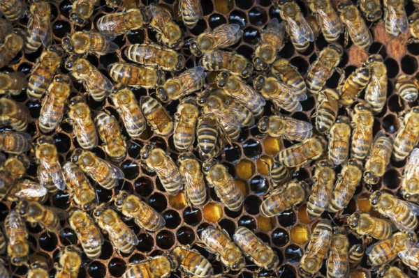 Western honey bee (Apis mellifera) fruit blossom, honeycomb, beehive, petals, honey bee, beekeeper,