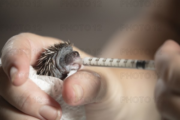 European hedgehog (Erinaceus europaeus) juvenile baby animal being fed milk from a syringe while in