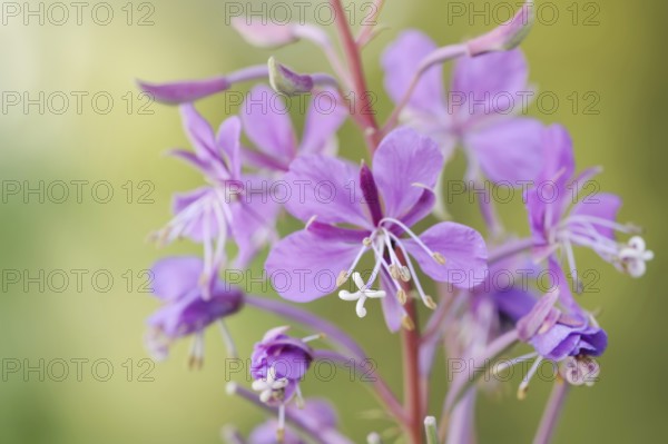 Blooming sally (Epilobium angustifolium), North Rhine-Westphalia, Germany, Europe