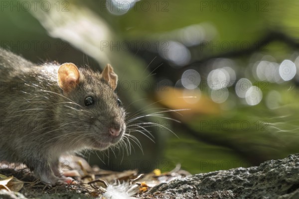 Close-up of a Norway rat (Rattus norvegicus) on the bank of a stream. The rat is standing on a