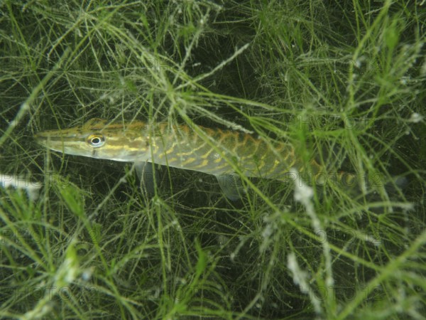 A pike (Esox lucius) hides among aquatic plants under water. Dive site Wildsau, Berlingen, Lake