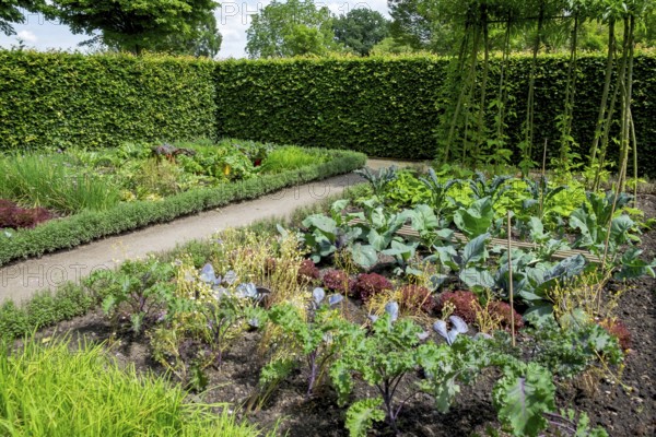 Garden with a path lined with lush green foliage, various vegetable plants such as kale and lettuce