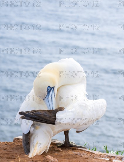 Northern gannet (Morus bassanus) (synonym: Sula bassana) preening its plumage, plumage care on a