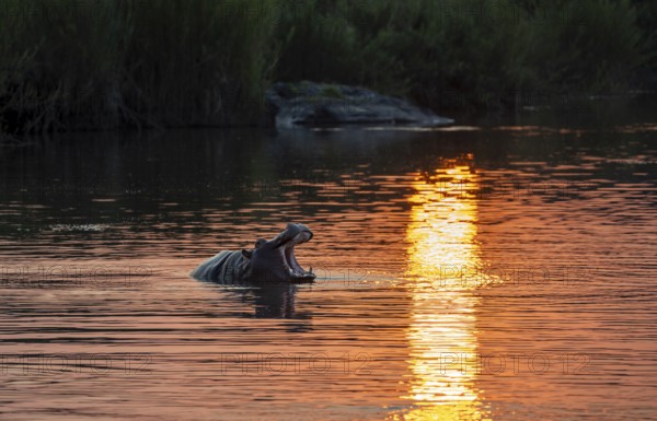 Hippopotamus (Hippopatamus amphibius) yawning, mouth open, in the water at sunset, Sabie River,