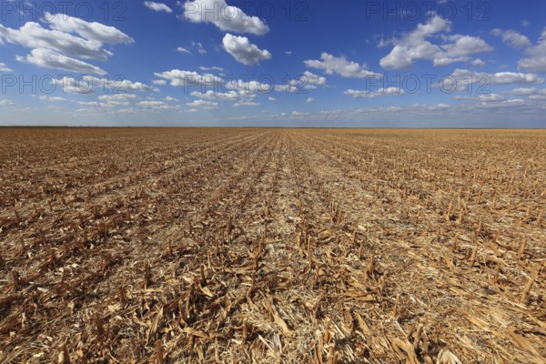 Romania, in the south of the country, maize field after the harvest, harvested, Europe