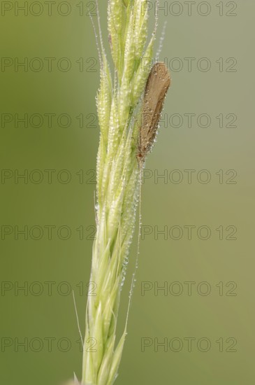 Caddisfly (Leptoceridae spec.) with dewdrops, North Rhine-Westphalia, Germany, Europe