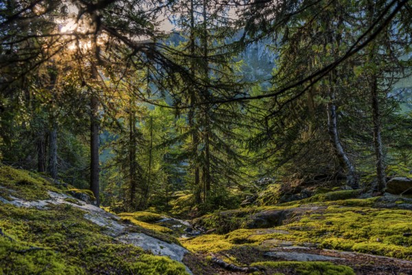 Hiking trail in the Swiss stone pine forest, Swiss stone pine (Pinus cembra), light mood,