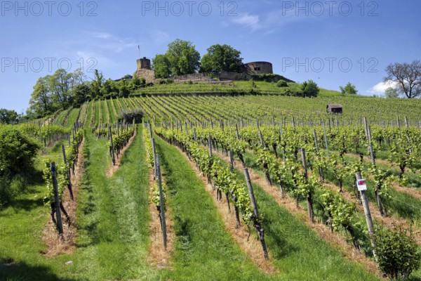 Vineyards at the Weibertreu castle ruins, Weinsberg, Neckargemünd, Baden-Württemberg, Germany,