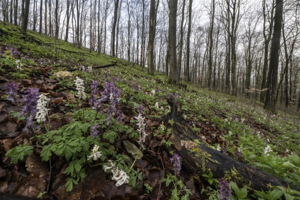 Hollow larkspur (Corydalis cava), Bad Iburg, Lower Saxony, Germany, Europe