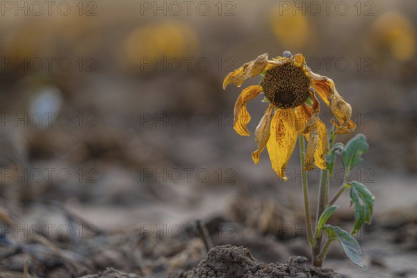 Close up of sad withered sunflower with copy space. Generative AI, AI generated