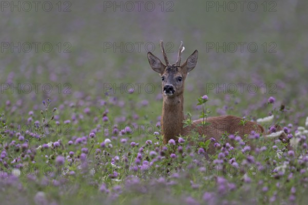Roebuck in the clover field, Wittlich, Rhineland-Palatinate, Germany, Europe