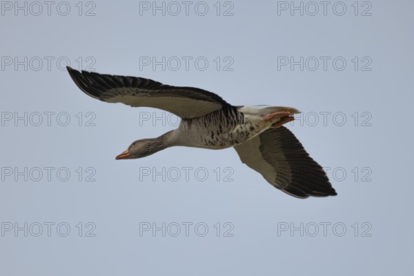 A greylag goose (Anser anser) flies in the blue sky, wings moving powerfully, Lake Neusiedl