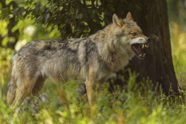Wolf (Canis lupus), growling wolf stands on alert in a lush, green forest, Wolf (Canis lupus),