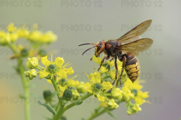 A european hornet (Vespa crabro) sits on a yellow flower, common rue (Ruta graveolens), and sucks