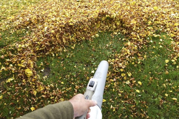 Remove withered leaves, autumn leaves in the garden, Schleswig-Holstein, Germany, Europe