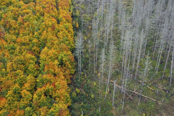 Mixed woodland next to dead spruce forest, destruction from European spruce bark beetle (Ips