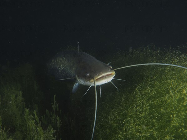 A catfish (Silurus glanis), Waller, swims amidst underwater plants in the dark water. Dive site