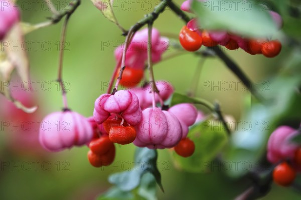 European spindle (Euonymus europaeus), October, Germany, Europe