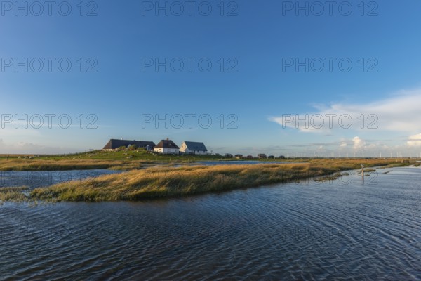 Hamburger Hallig, Reußenköge, North Frisia, dwelling mound, reed houses, grasses, sheep, evening