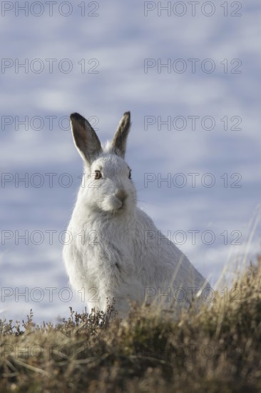 Mountain hare (Lepus timidus), Alpine hare, snow hare in white winter pelage, Cairngorms National