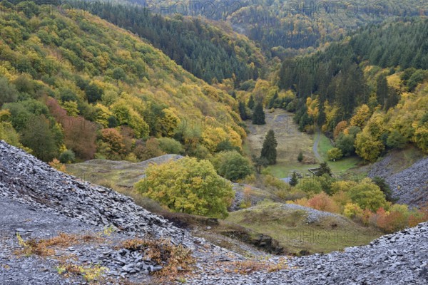 Mixed forest with spruce (Picea abies) and deciduous trees with autumn foliage, slate dump, Eastern