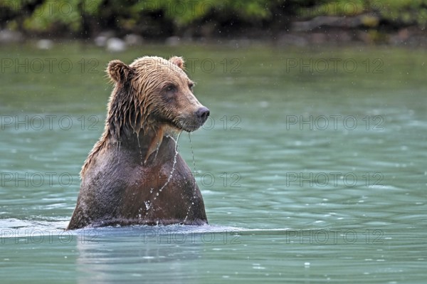 Brown bear (Ursus arctos) standing on the shallow ground in the water looking for salmon, Lake