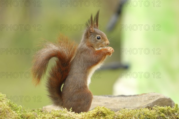 Eurasian red squirrel (Sciurus vulgaris), at a bird feeder in the garden, wildlife, Wilden, North