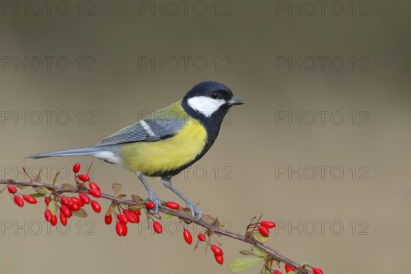 Great tit (Parus major) on green red barberry (Berberis thunbergii) with red berries in autumn,