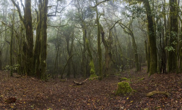 Cloud forest, laurel forest, Garajonay National Park, UNESCO World Heritage Site, La Gomera, Canary