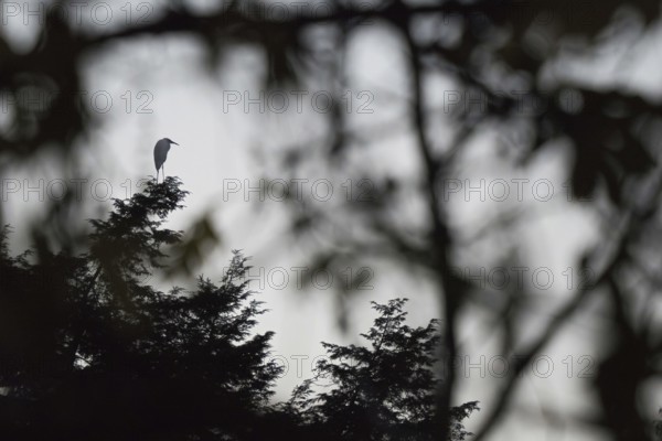 An egret (Ardea alba) in silhouette on a tree in front of a mystical background, Hesse, Germany,