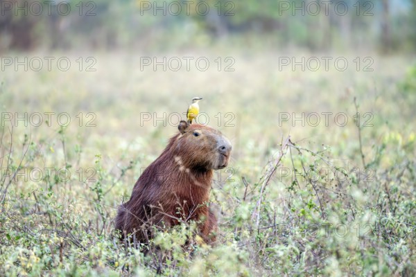 Grassland tyrant (Machetornis rixosa), sitting on the head of a Capybara (Hydrochoerus