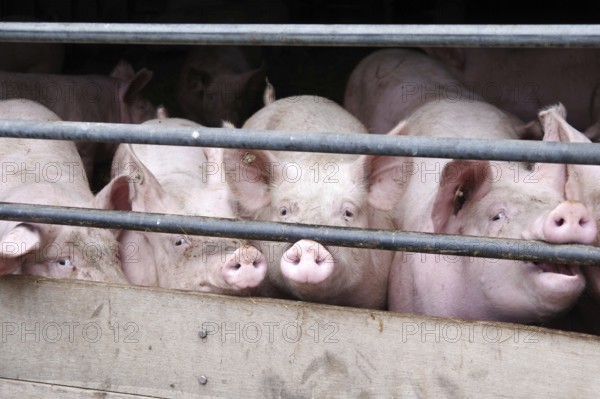 Domestic pig (Sus scrofa domesticus), pigsty, look, Germany, Several pigs look curiously through