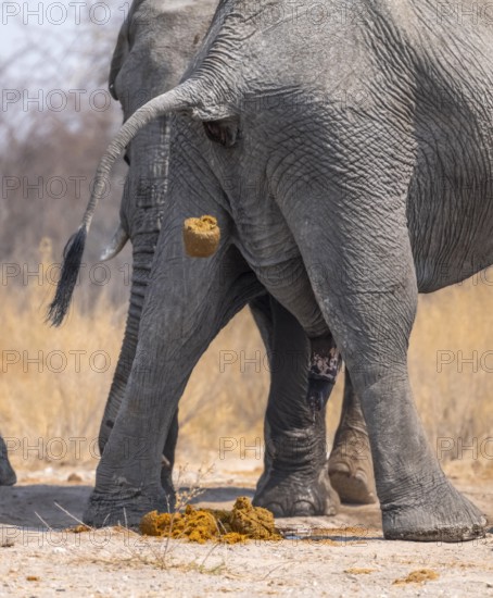 African elephant (Loxodonta africana), adult male, from behind, pooping and peeing, animal faeces,