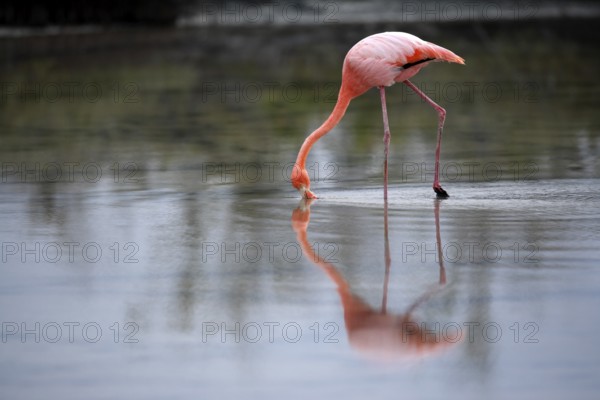 Cuba flamingo (Phoenicopterus ruber), Galapagos flamingo (Phoenicopterus ruber glyphorhynchus),