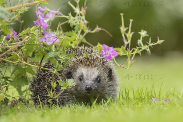European hedgehog (Erinaceus europaeus) adult animal on a garden lawn under flowering pink geranium