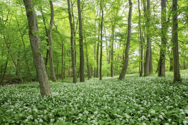 Near-natural deciduous forest with flowering ramson (Allium ursinum), Lower Saxony, Germany, Europe