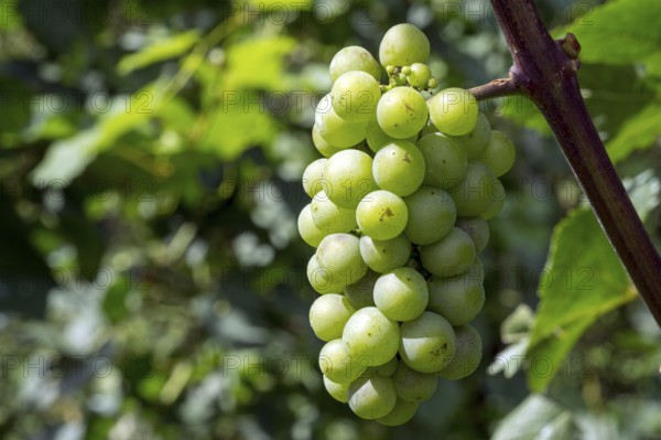 White grapes, grapes, noble grape vine (Vitis vinifera), fruit stand, Baden-Württemberg, Germany,