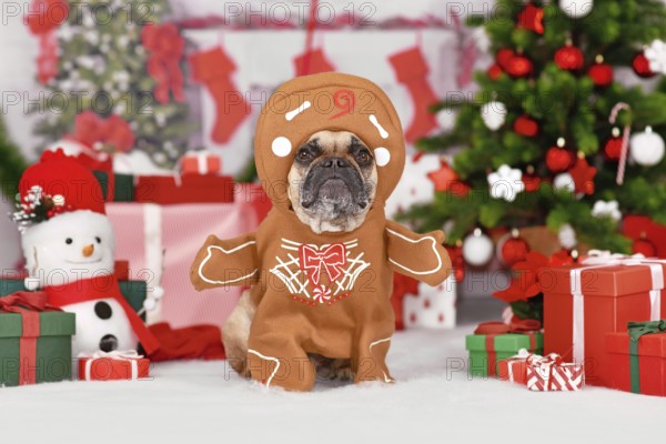 Funny dog Christmas costume. French Bulldog wearing gingerbread outfit with arms surrounded by