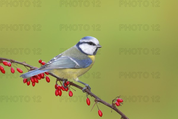Blue Tit (Parus caeruleus) on Green Barberry (Berberis thunbergii) with red berries in autumn,