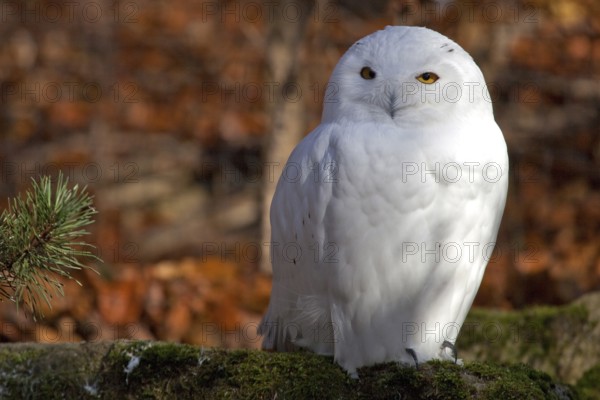 Snowy owl (Bubo scandiacus), male, snowy owl, Bad Mergentheim Wildlife Park, Baden-Württemberg,