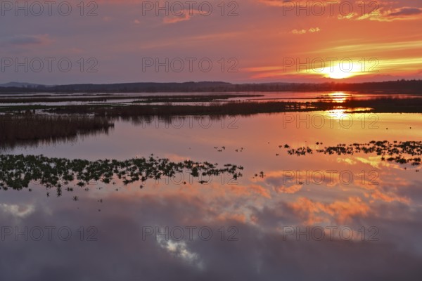 Sunset over the Große Rosin nature reserve on the Peene, rewetted polder, bird sanctuary, Peene