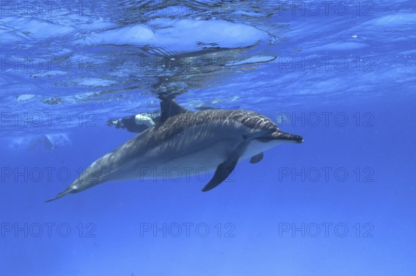Spinner dolphin (Stenella longirostris), spinner dolphin, spinner dolphin, snorkellers in the