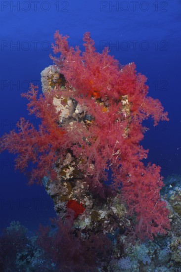 Hemprich's tree coral (Dendronephthya hemprichi), Shaab Claudia reef dive site, Red Sea, Egypt,